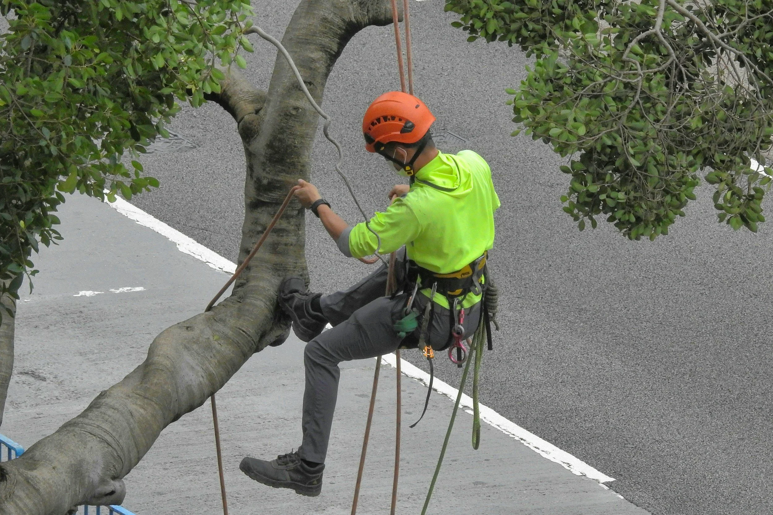 Tree worker in safety gear, including an orange helmet and bright yellow shirt, climbing or trimming a tree on a paved street.